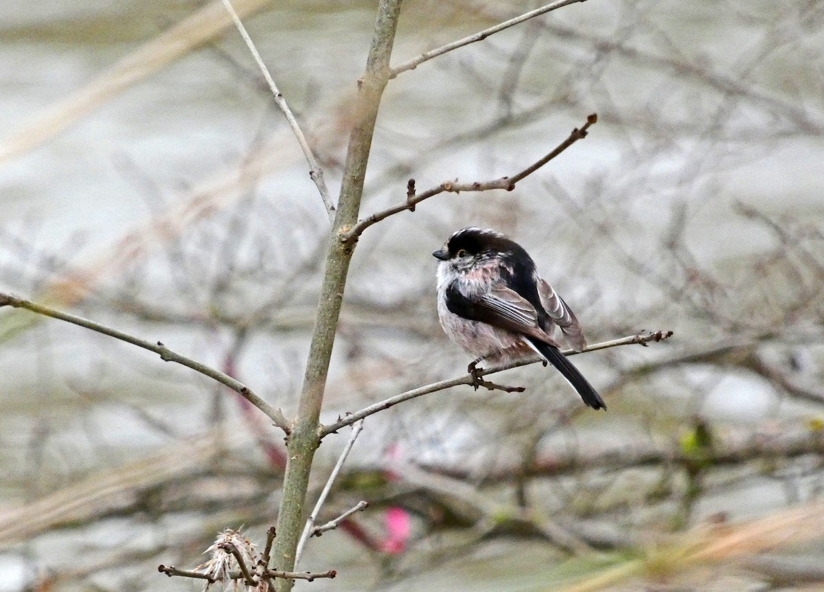 Long-tailed Tit - Francisco Javier Calvo lesmes