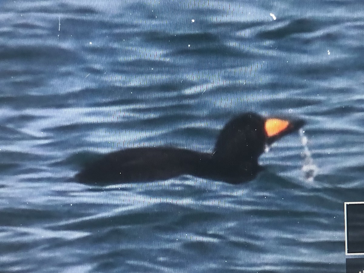 Black Scoter - Jules S