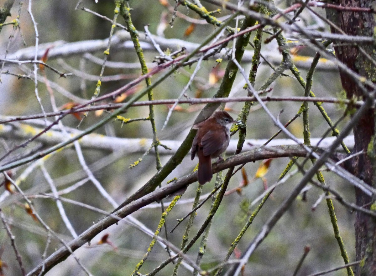 Cetti's Warbler - Francisco Javier Calvo lesmes