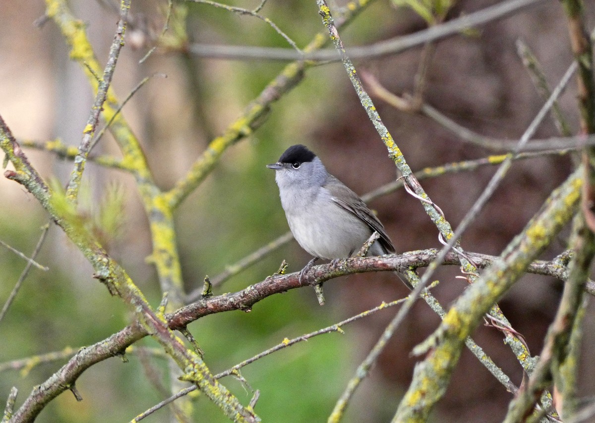 Eurasian Blackcap - Francisco Javier Calvo lesmes