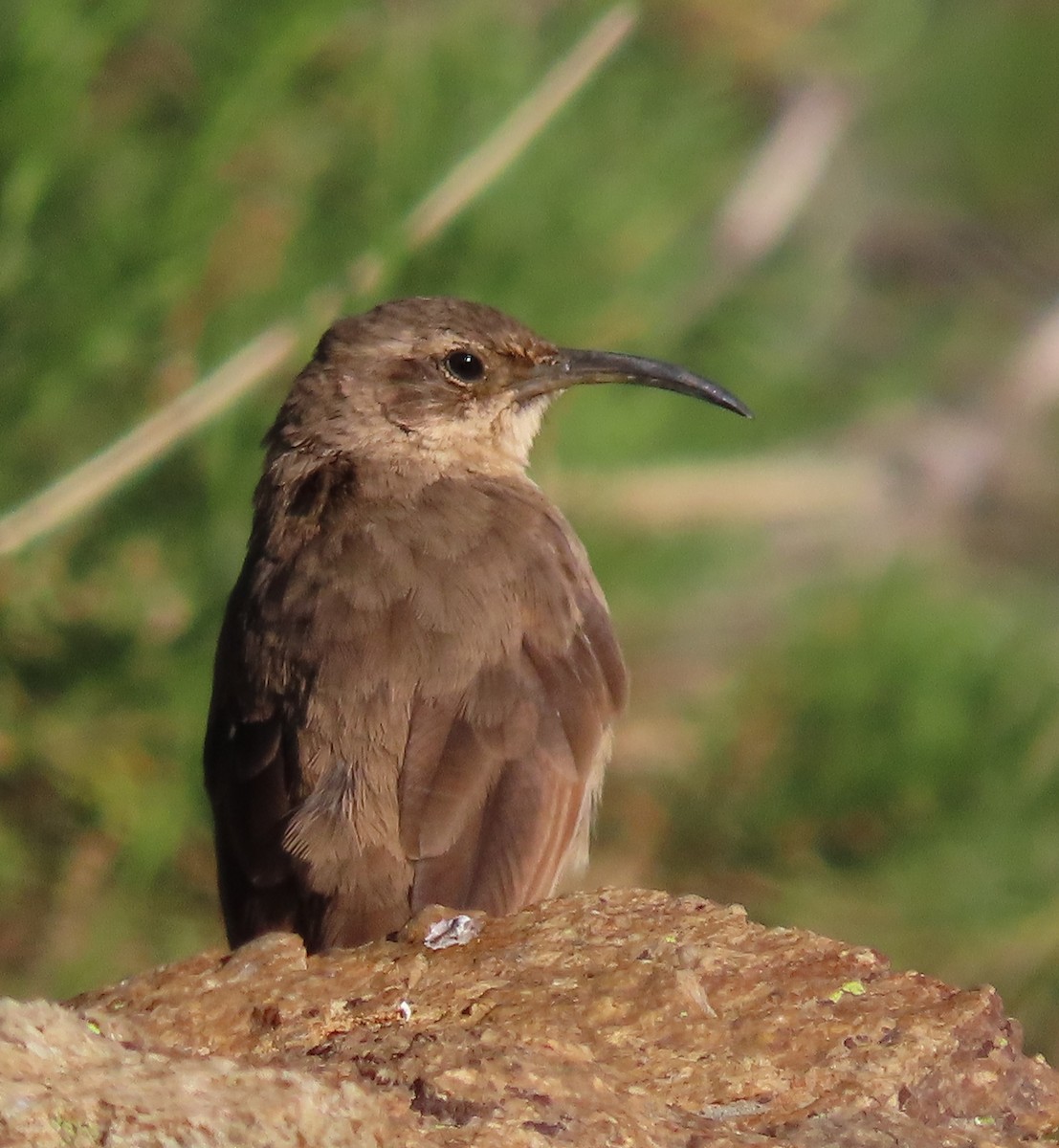 Buff-breasted Earthcreeper - ML616810337