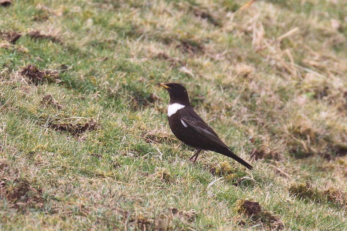 Ring Ouzel - ML616810356