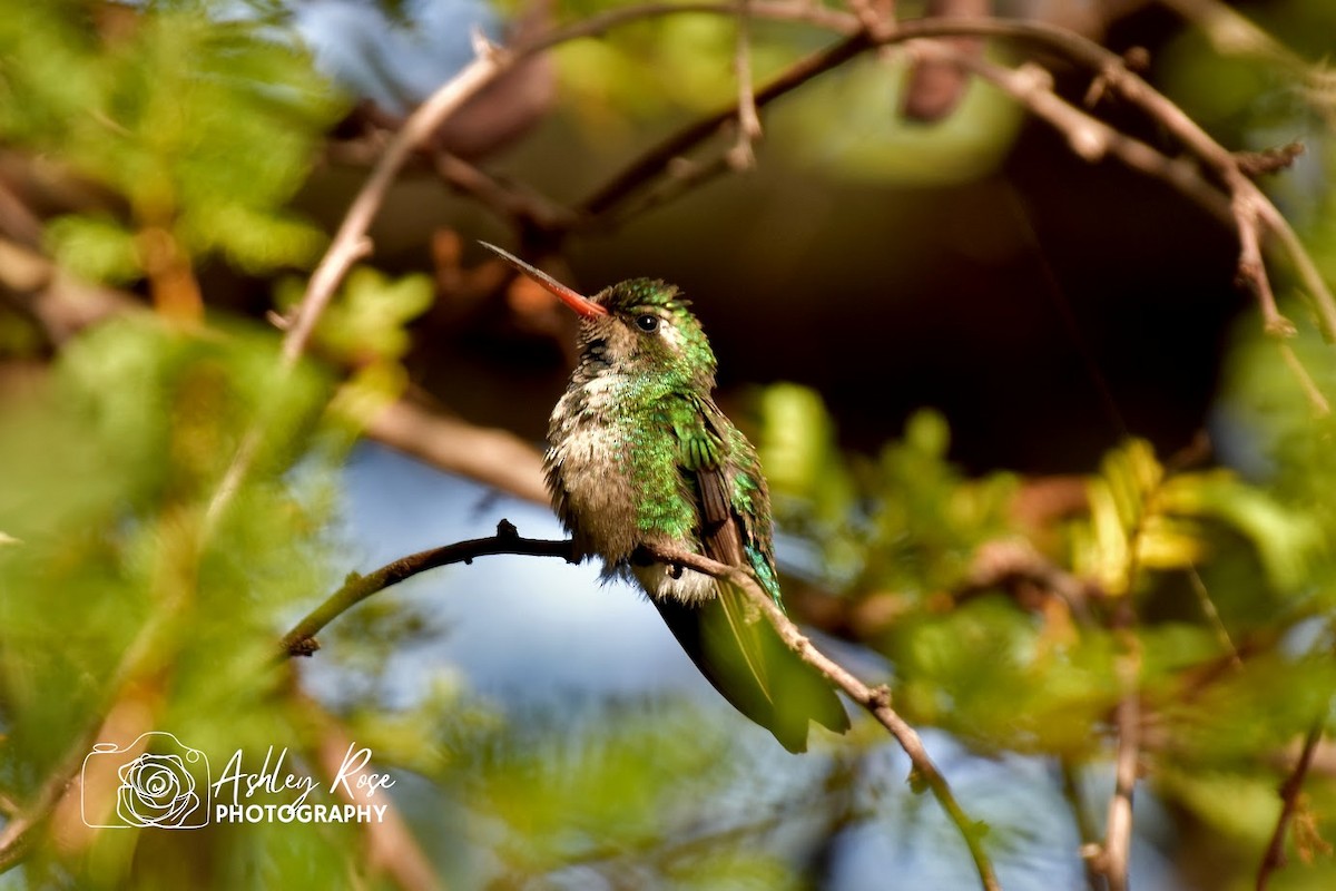kolibřík lesklobřichý - ML616810366