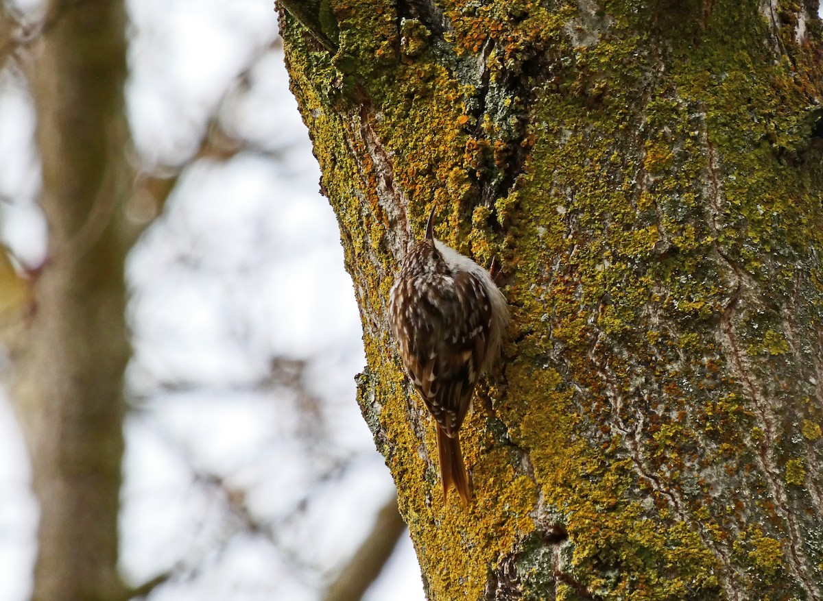 Short-toed Treecreeper - Francisco Javier Calvo lesmes