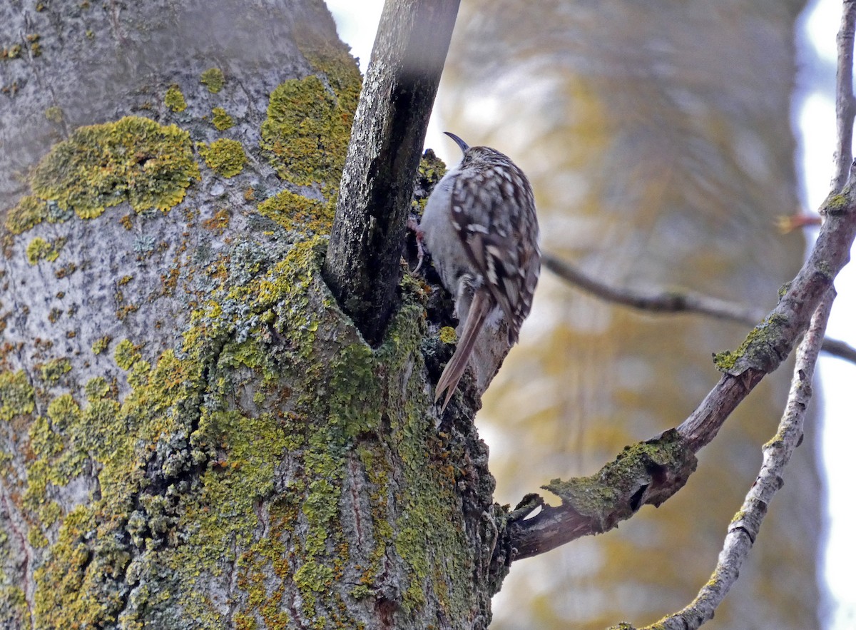 Short-toed Treecreeper - ML616810400