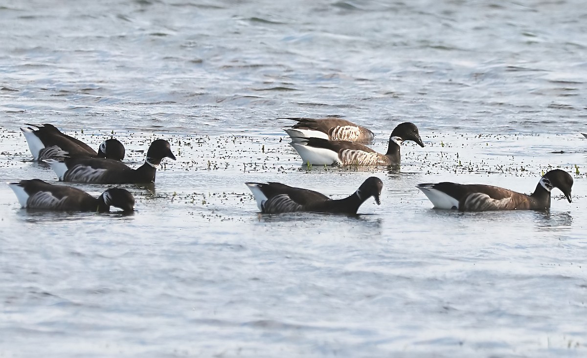 berneška tmavá (ssp. nigricans) - ML616810415