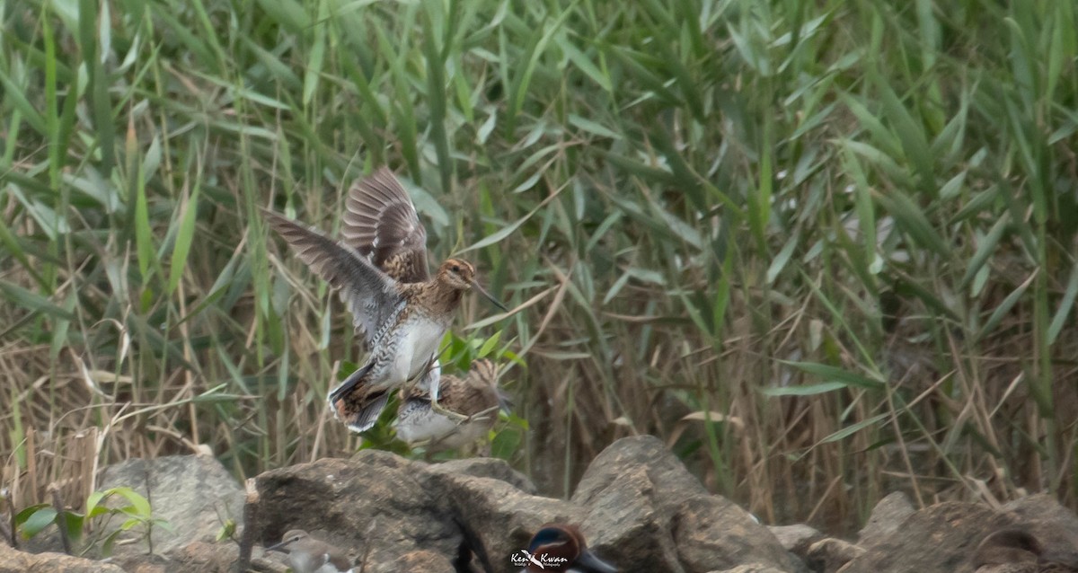 Swinhoe's Snipe - ML616810430