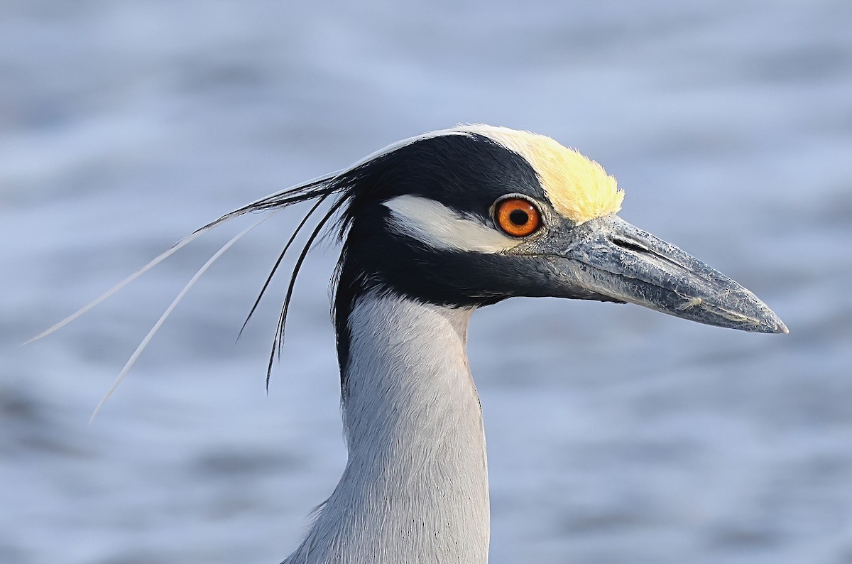 Yellow-crowned Night Heron - Gareth Hughes
