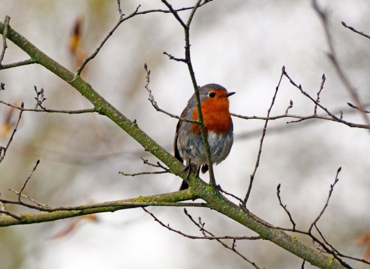 European Robin - ML616810434