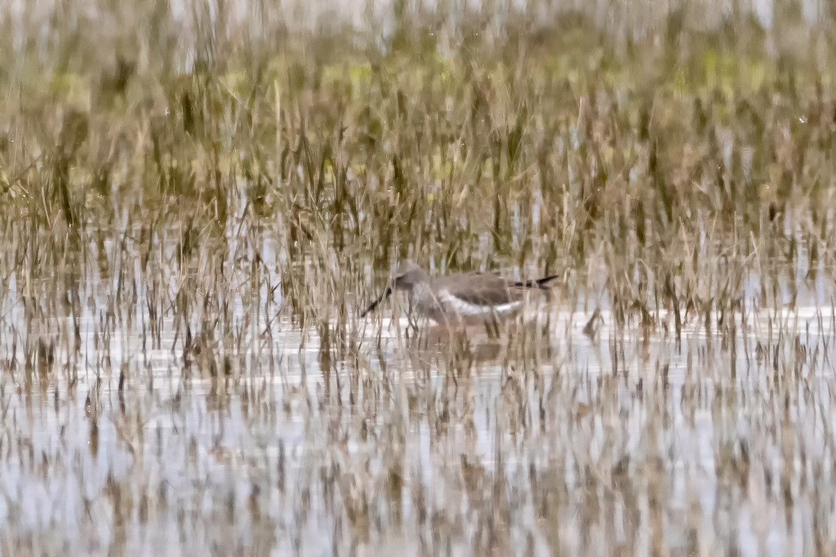 Stilt Sandpiper - Juan Francisco Arrachea