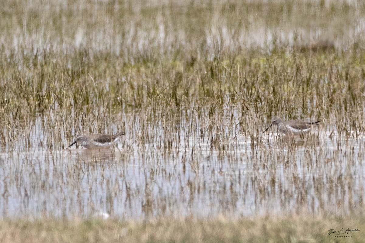 Stilt Sandpiper - ML616810447