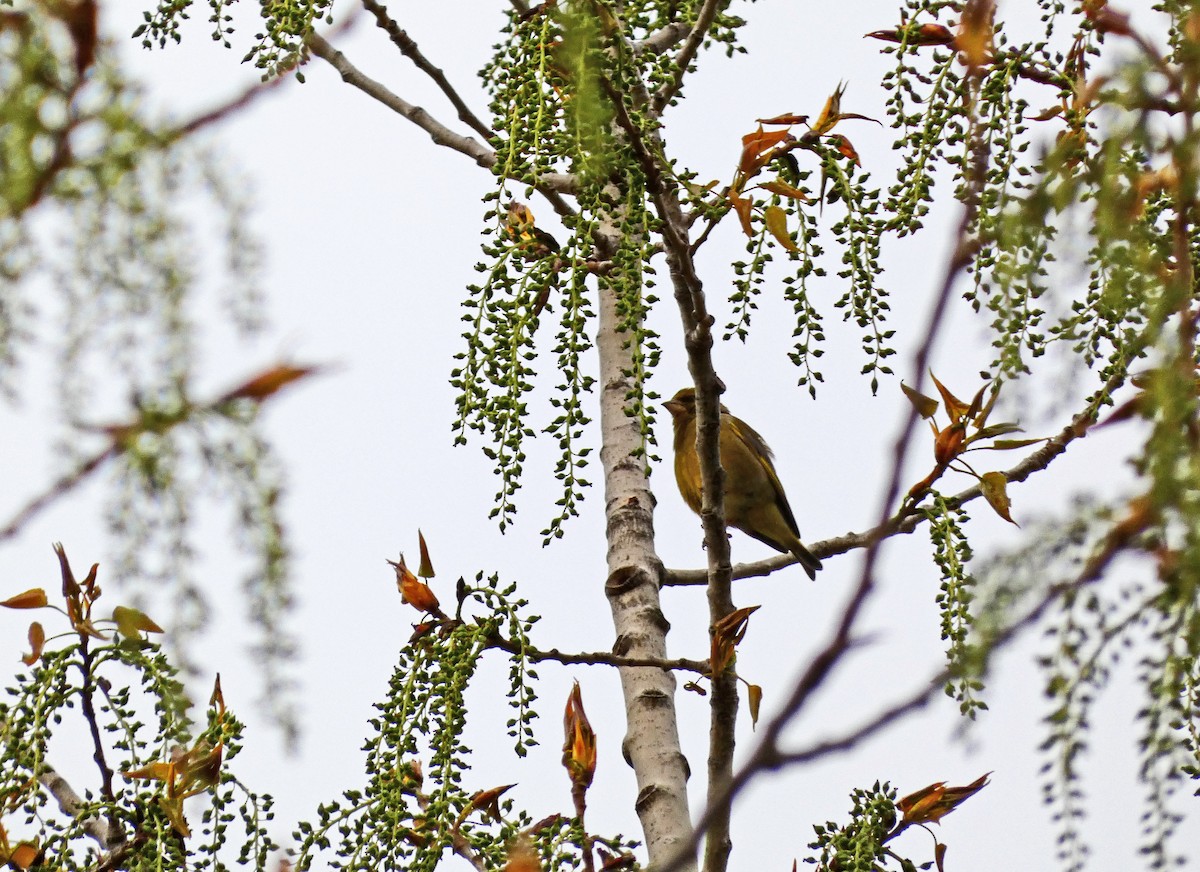 European Greenfinch - Francisco Javier Calvo lesmes