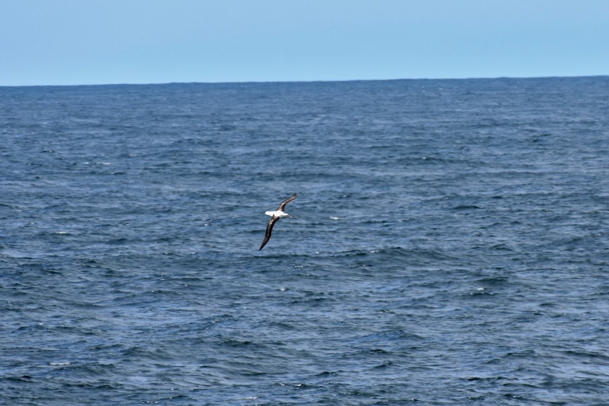 albatros stěhovavý - ML616810482