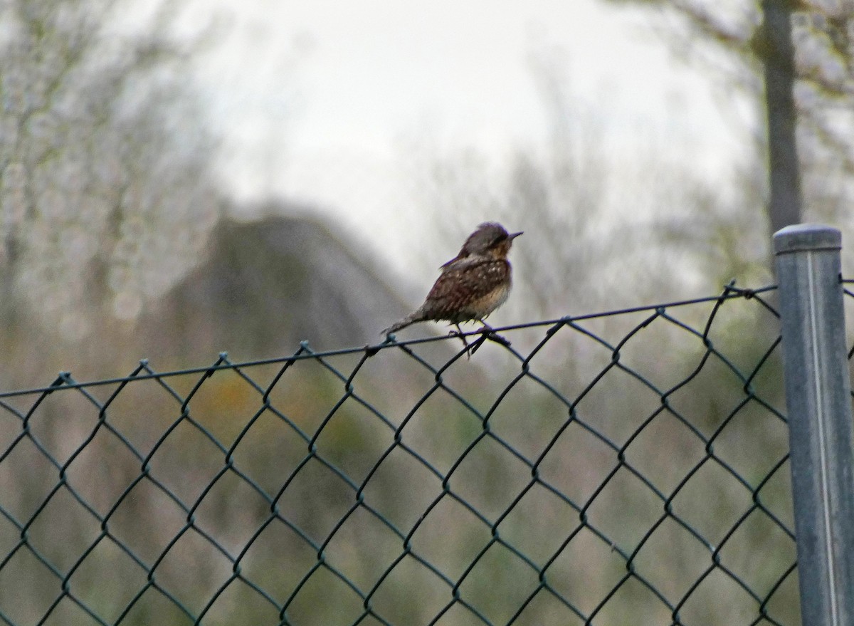 Eurasian Wryneck - Francisco Javier Calvo lesmes