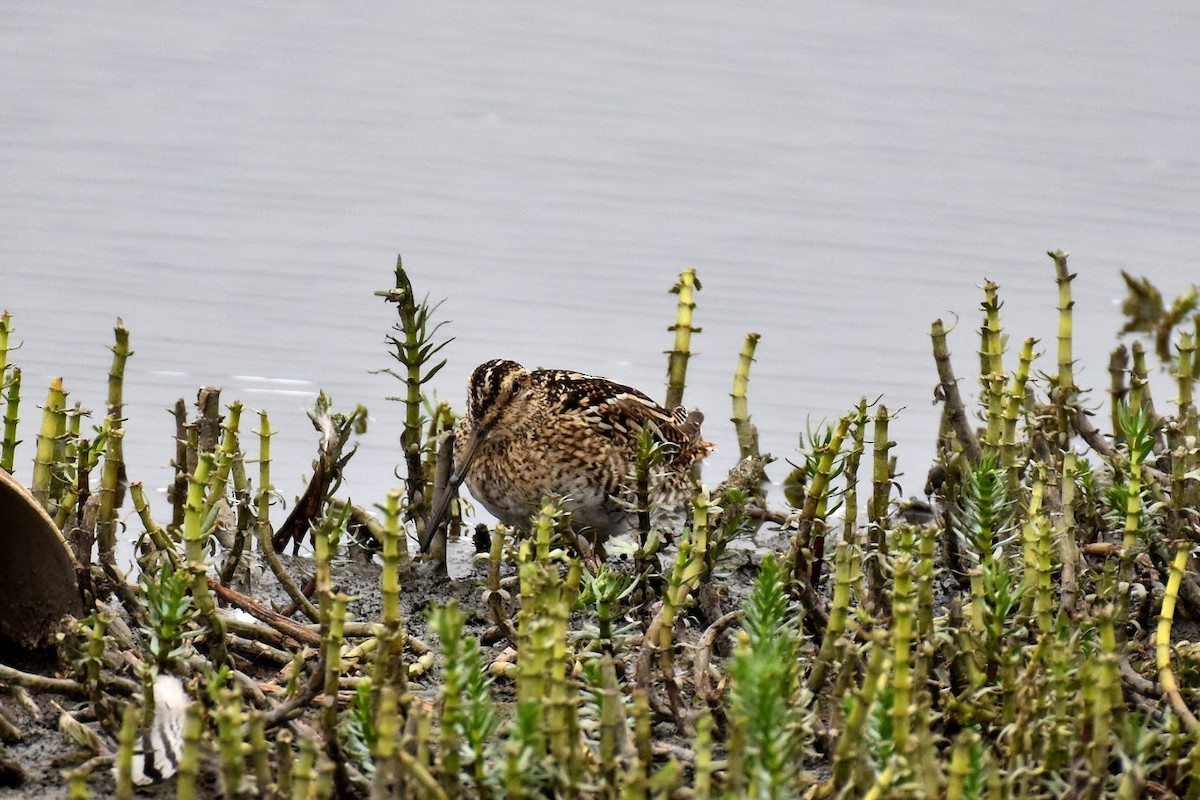 Magellanic Snipe - Leigh Gay