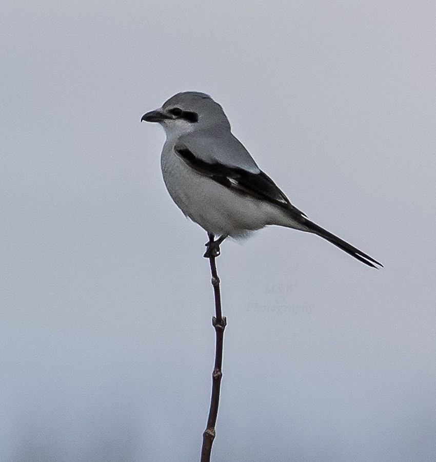 Alcaudón Boreal - ML616810550