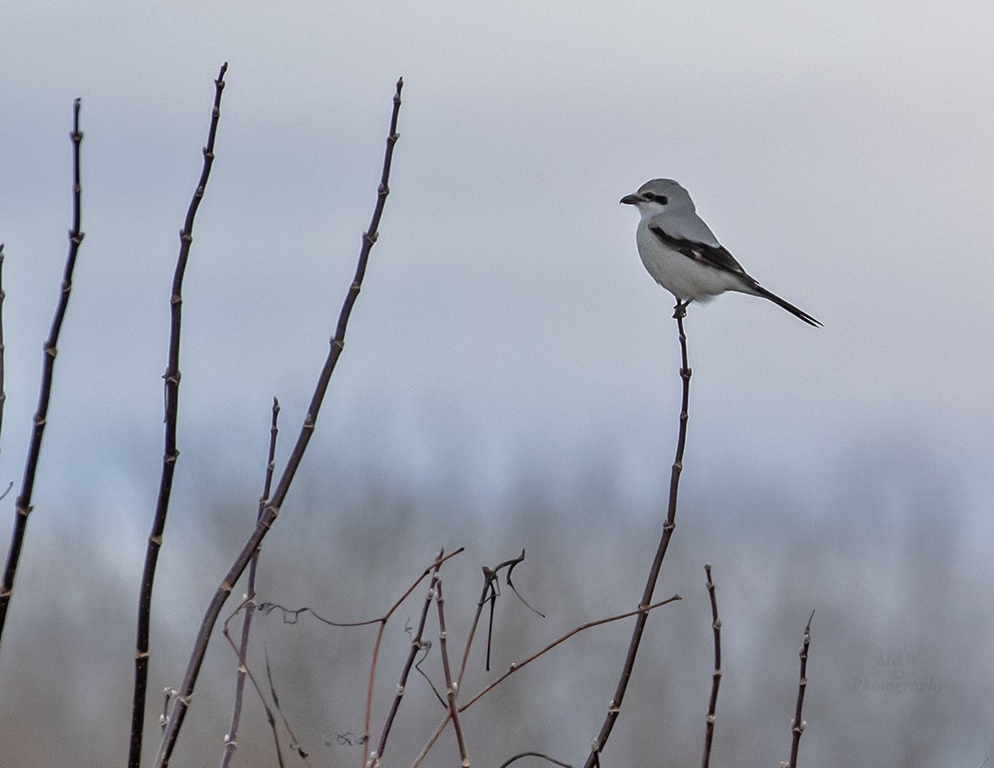 Northern Shrike - Wade & Melissa Rowley