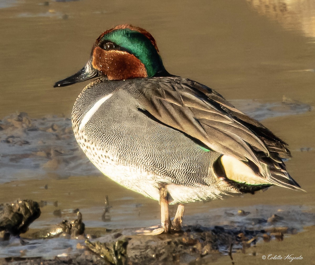 Green-winged Teal - ML616810569