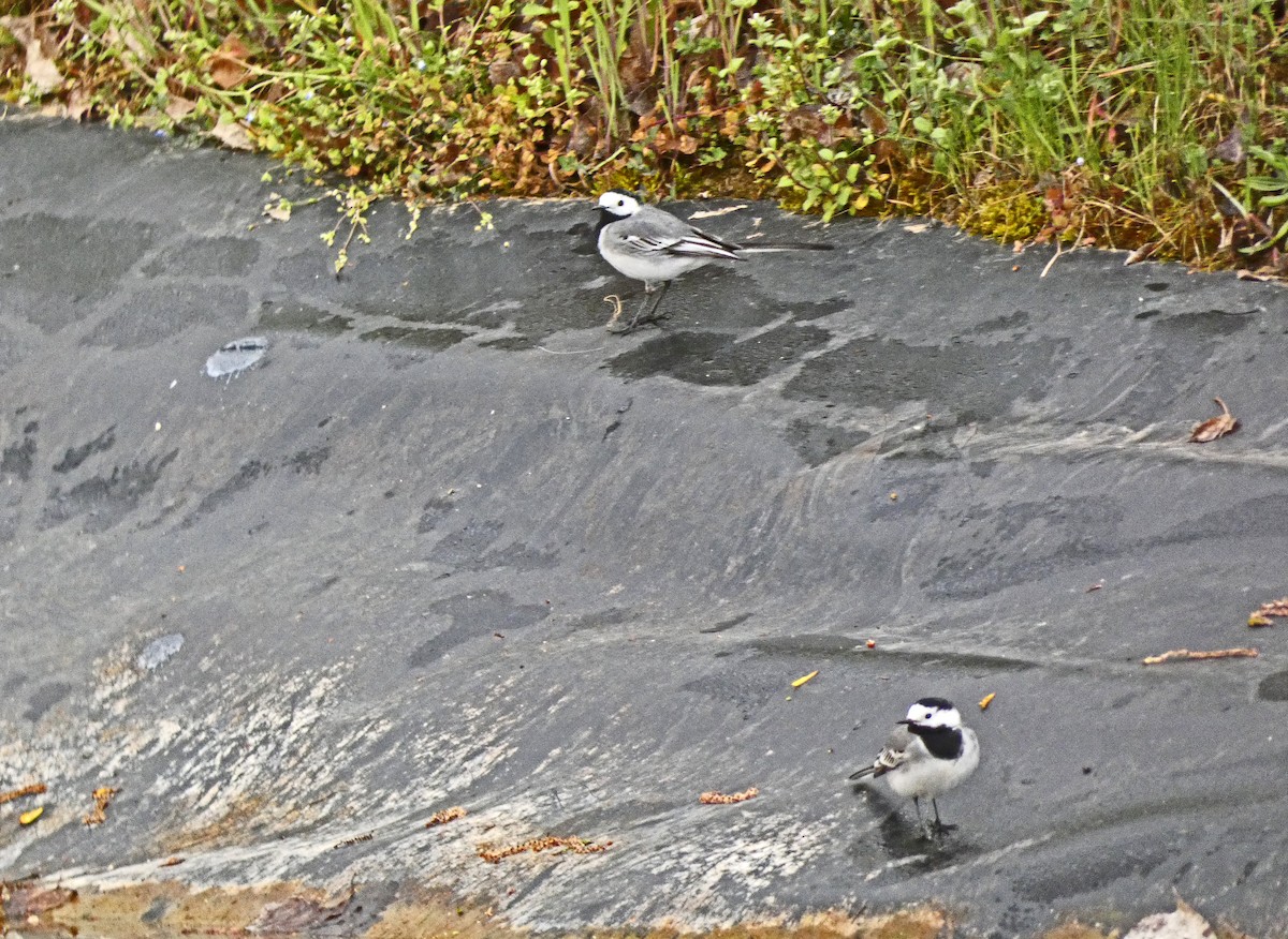 White Wagtail - Francisco Javier Calvo lesmes