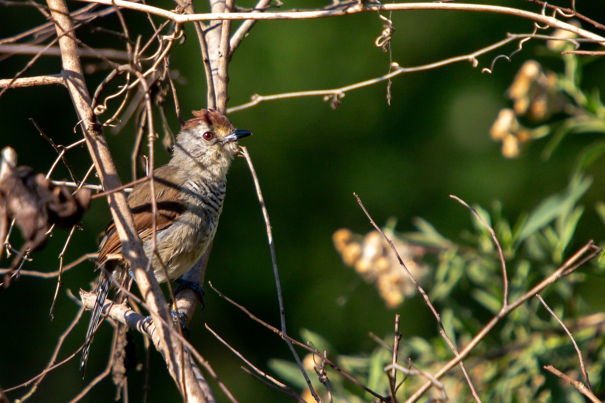 Rufous-capped Antshrike - Diego  Rodríguez