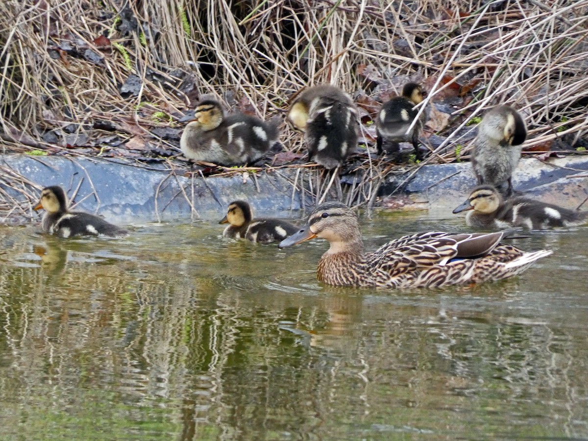 Canard colvert - ML616810596