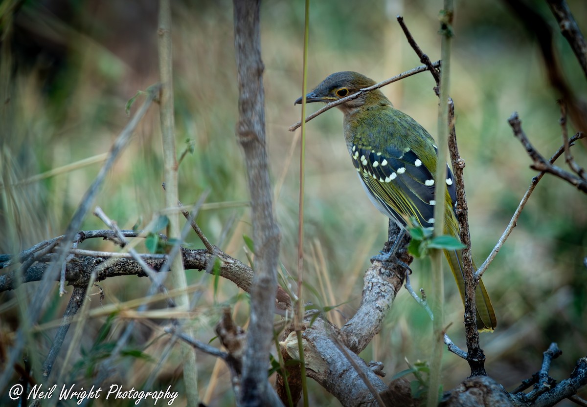 Eastern Nicator - Neil Wright