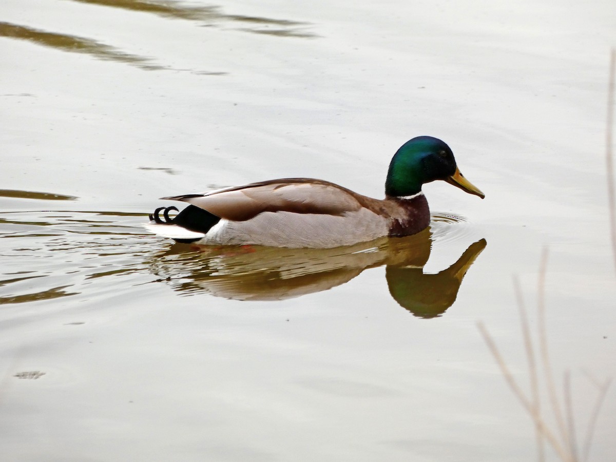 Mallard - Francisco Javier Calvo lesmes