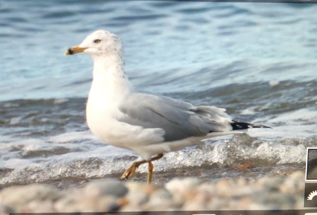 Ring-billed Gull - Jules S