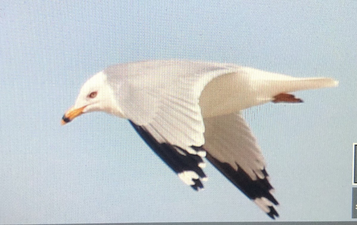 Ring-billed Gull - Jules S