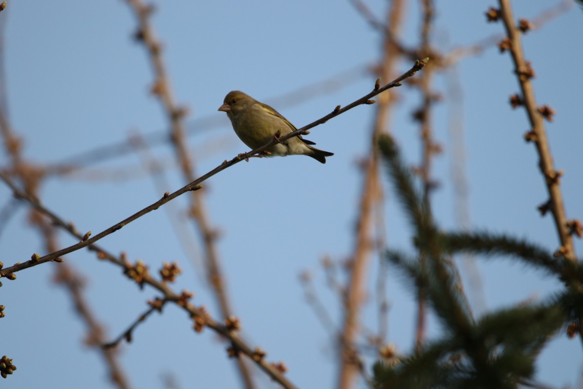 European Greenfinch - Finn Gretschel