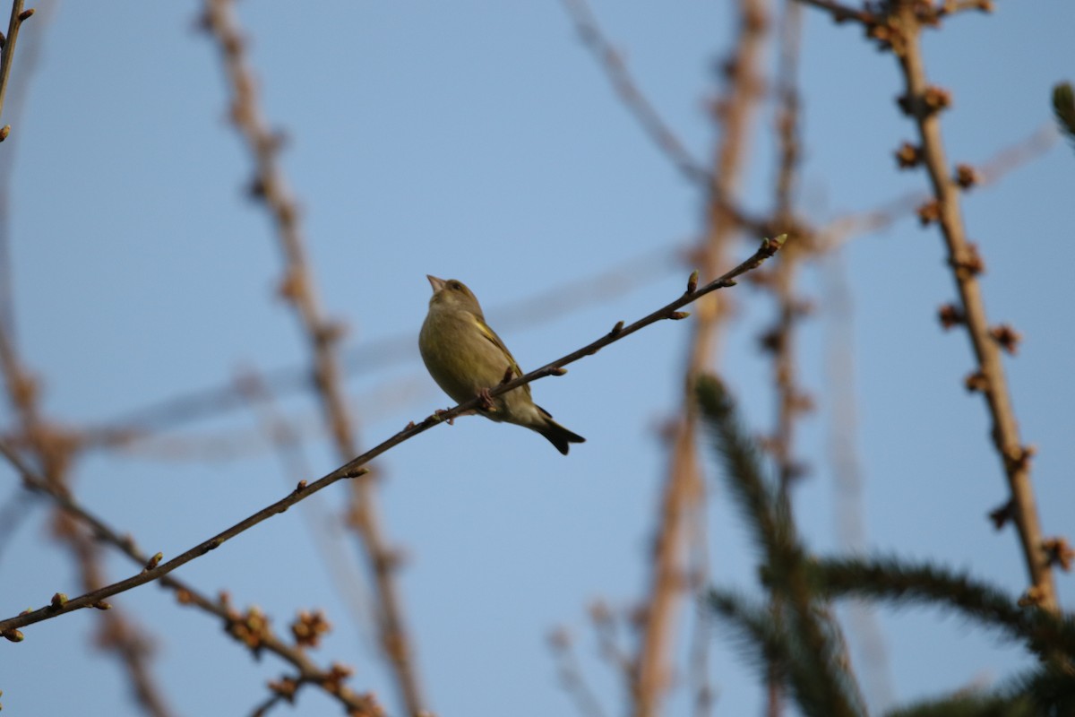 European Greenfinch - Finn Gretschel