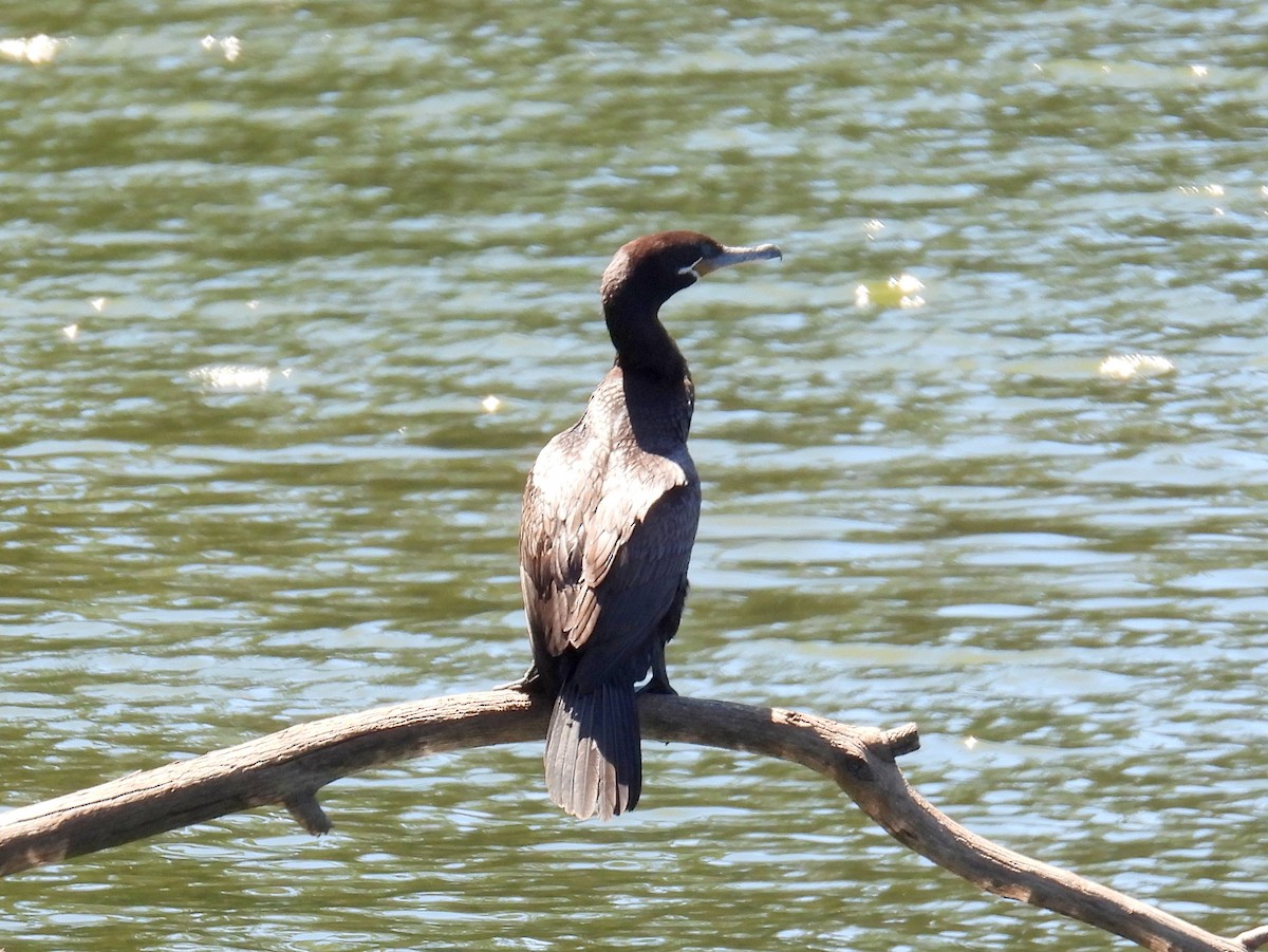 Neotropic Cormorant - ML616810758