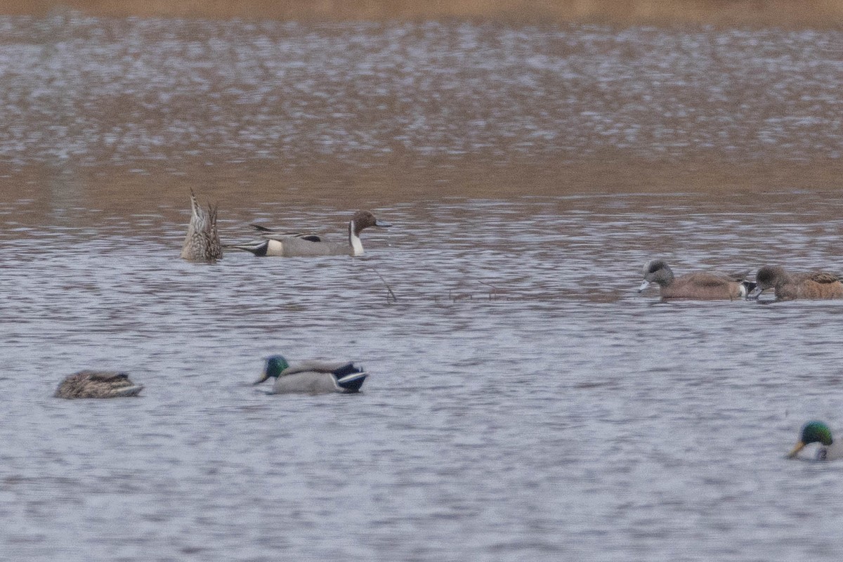 Northern Pintail - ML616810776