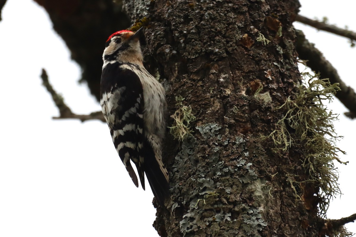 Lesser Spotted Woodpecker - ML616810815