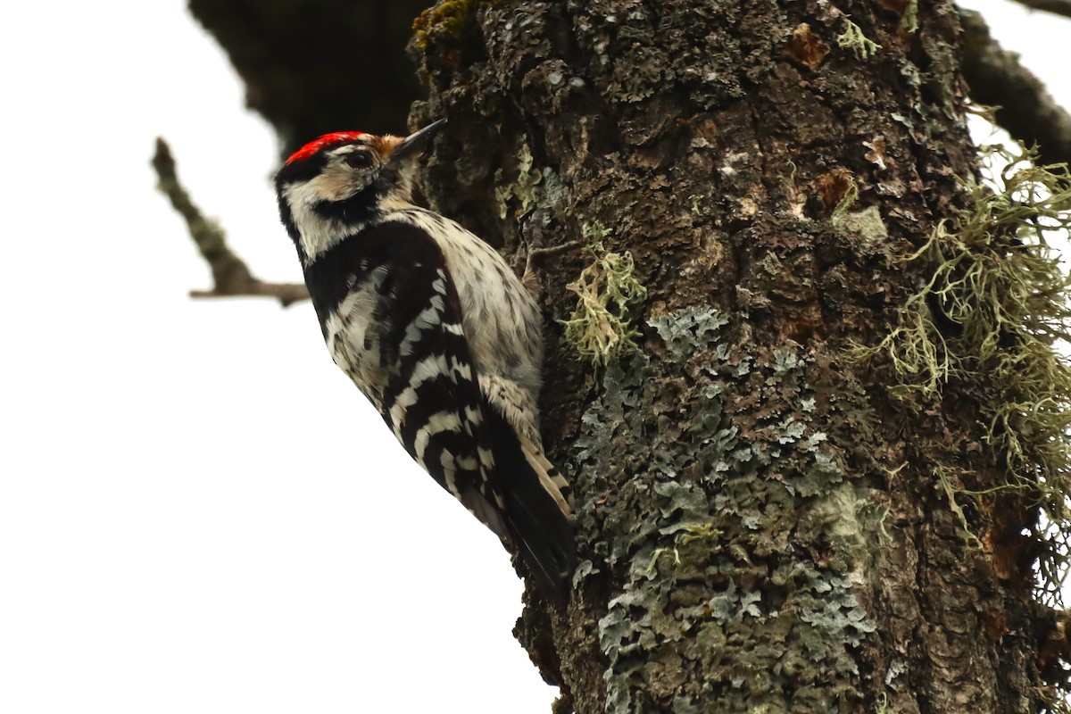 Lesser Spotted Woodpecker - ML616810816