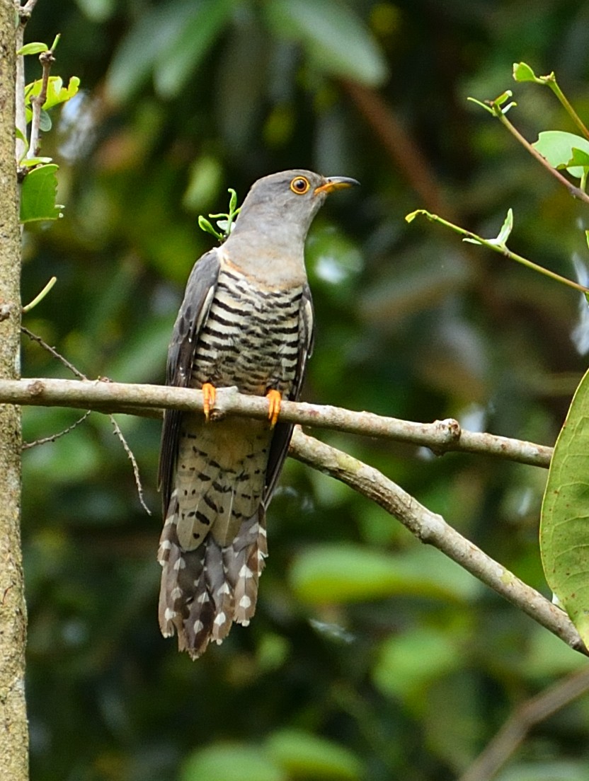 Himalayan Cuckoo - Lor. Jerun Kid