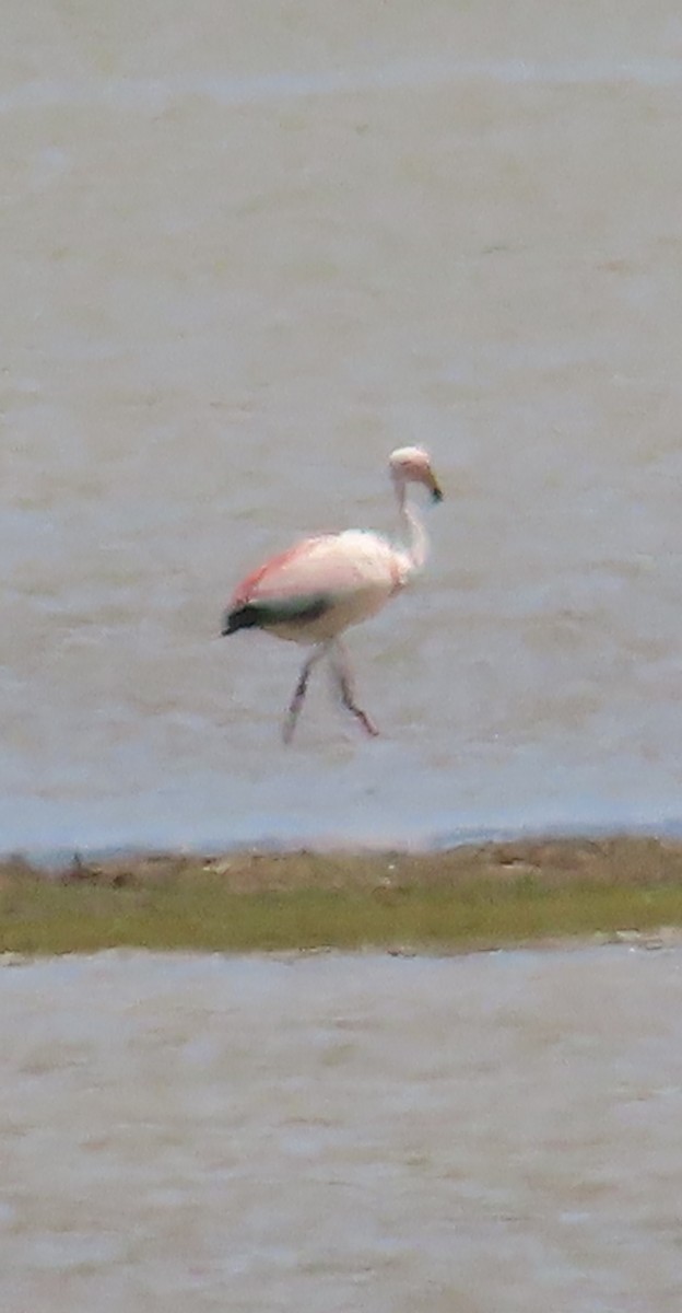 andesflamingo - ML616810894