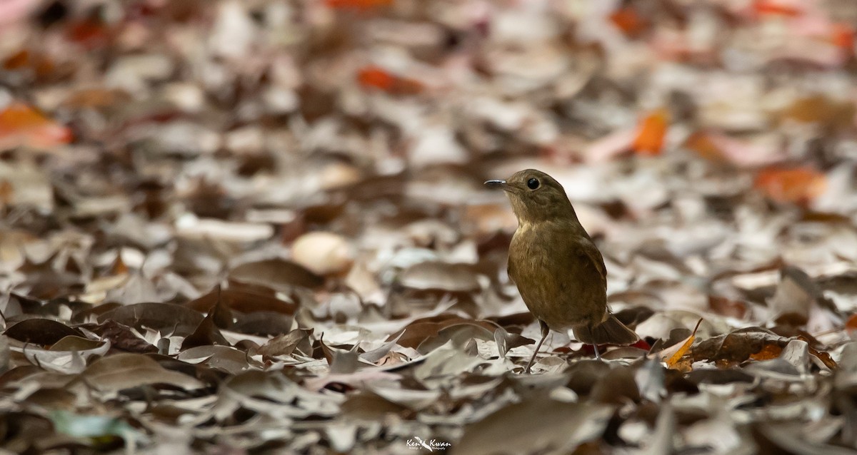 White-tailed Robin - ML616810926