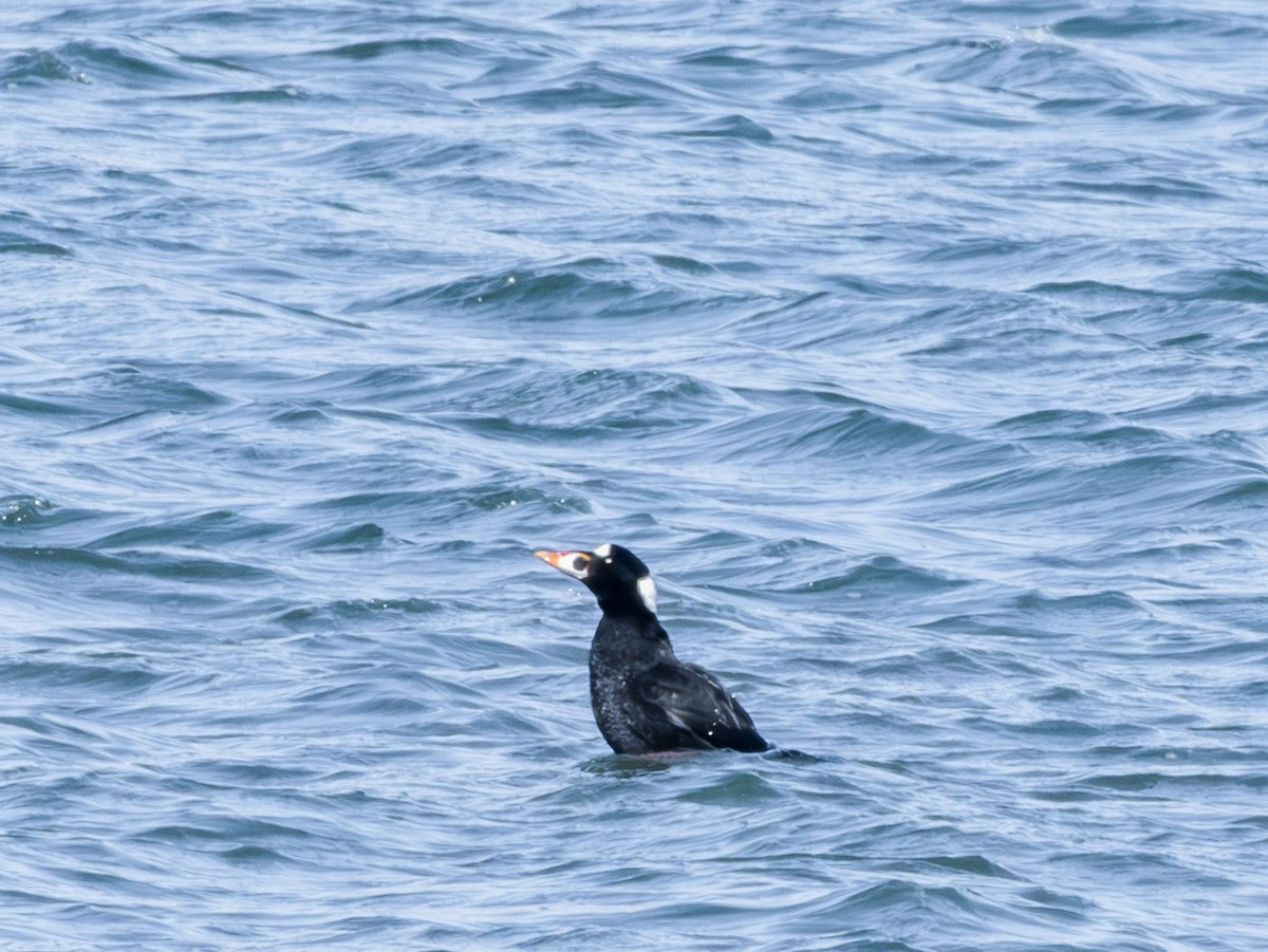 Surf Scoter - Albert Picard