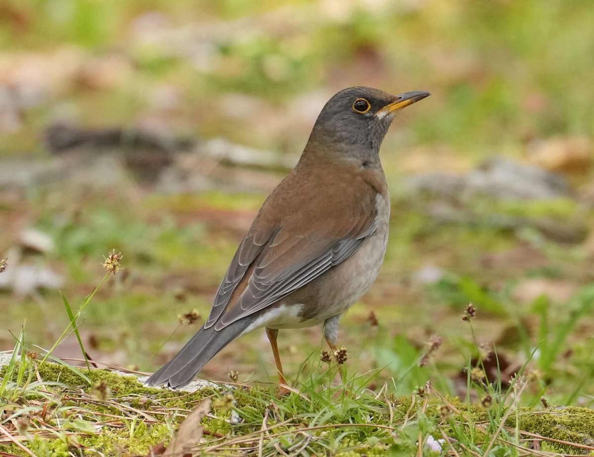 Pale Thrush - ML616810976