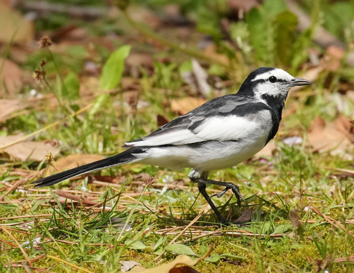 White Wagtail - ML616810988