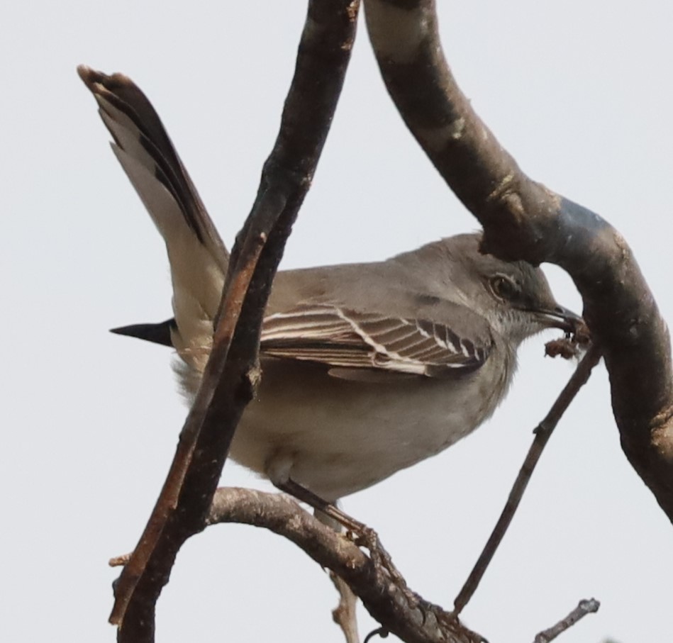 Northern Mockingbird - ML616810999