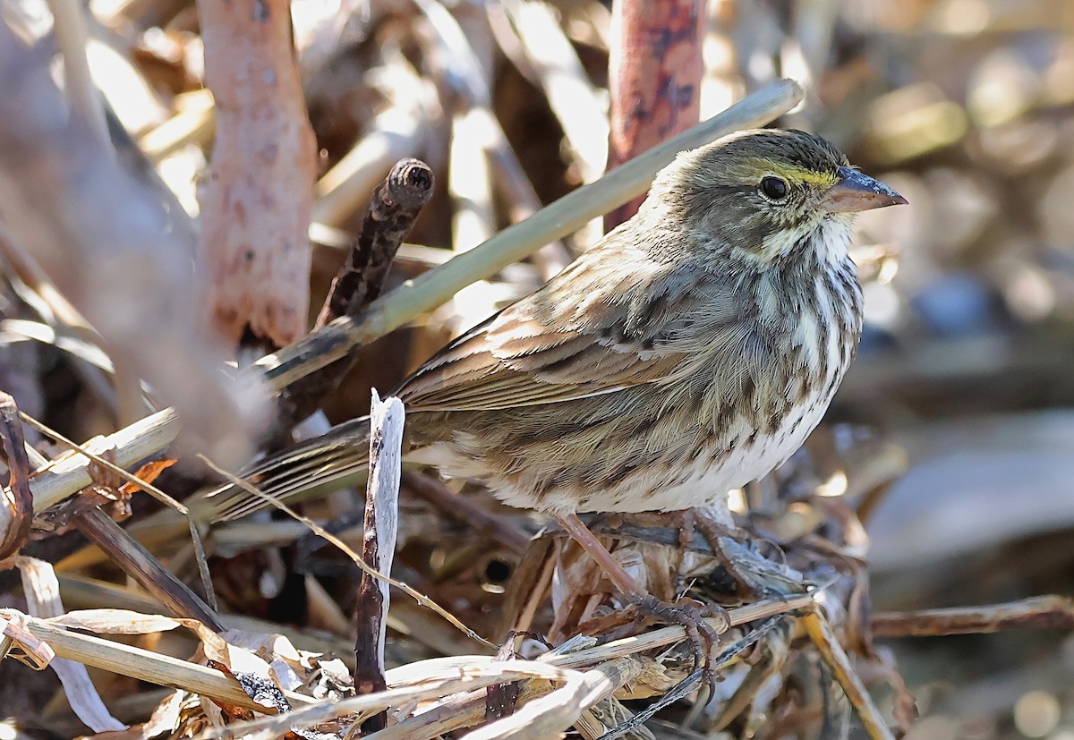 Bruant des prés (rostratus/atratus) - ML616811002