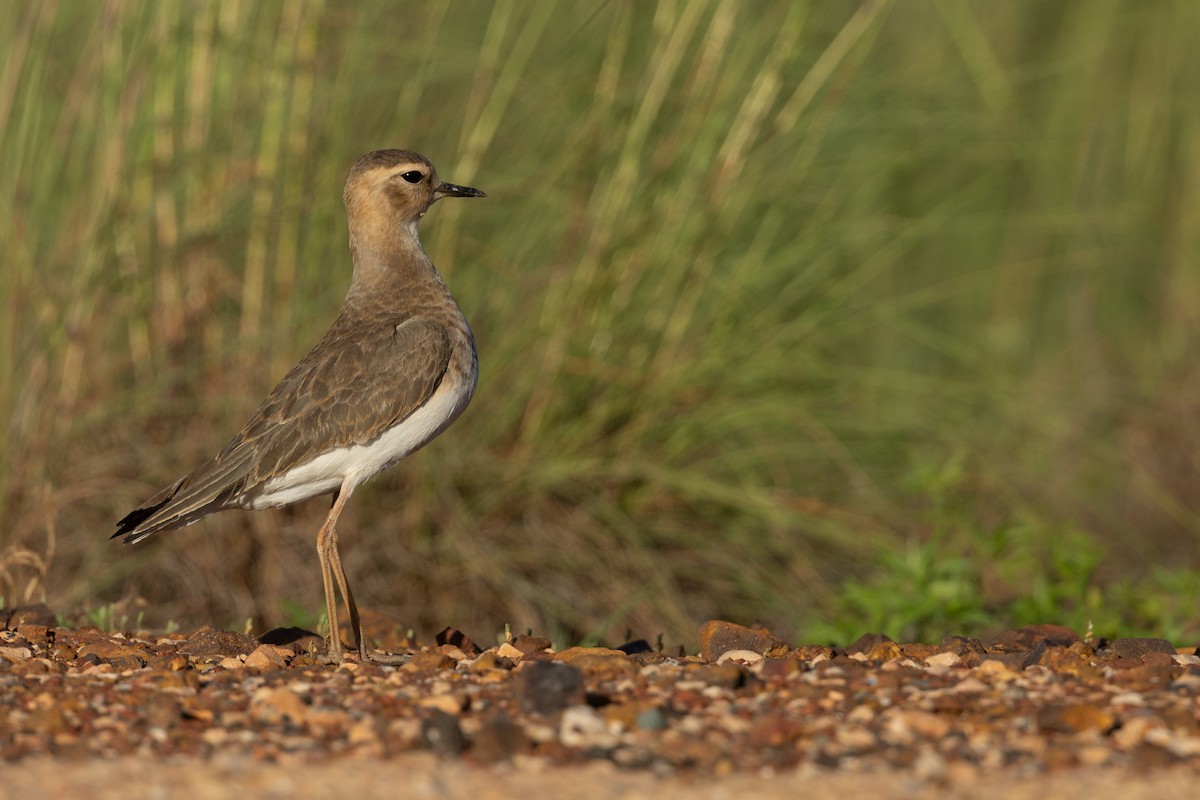 Oriental Plover - Adrian Boyle