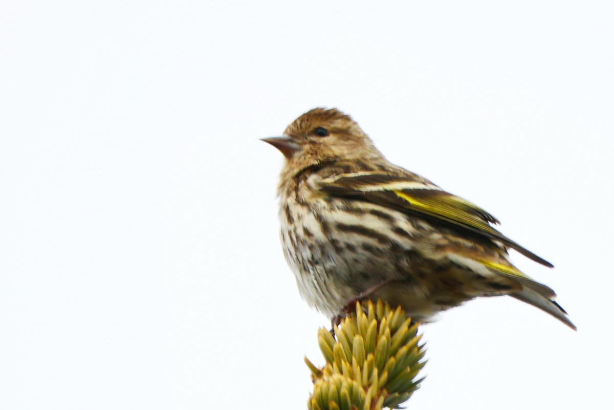 Pine Siskin - Susan Blayney