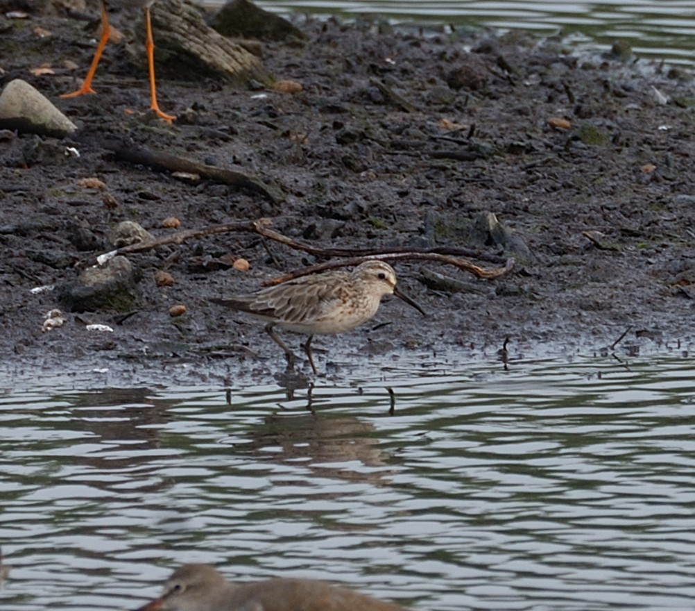 Сянби элсэг - ML616811046