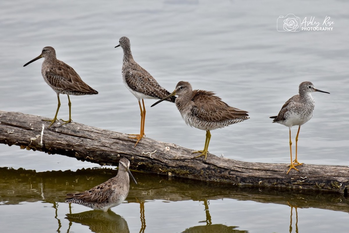 Short-billed Dowitcher - ML616811089