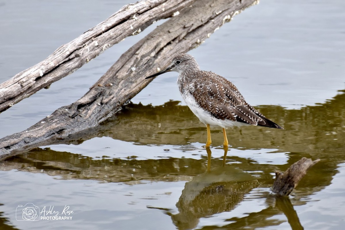 Greater Yellowlegs - ML616811090