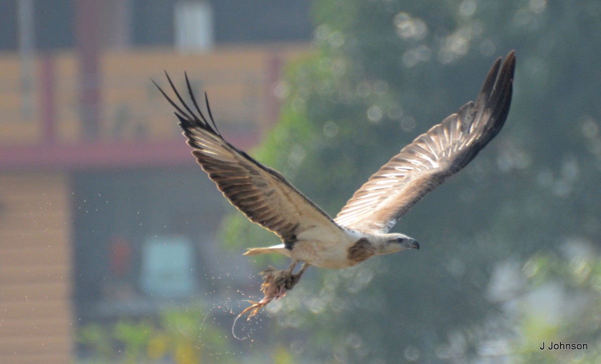 White-bellied Sea-Eagle - ML616811106