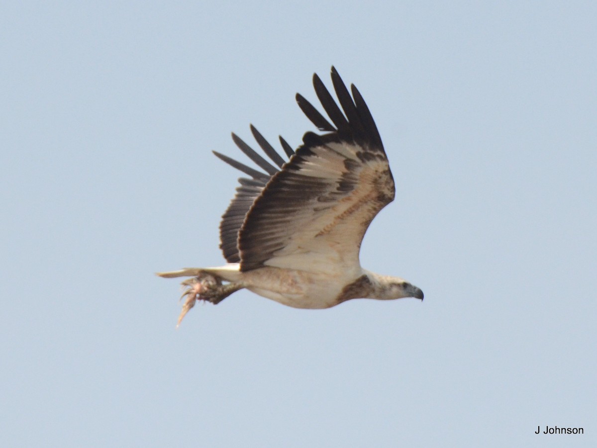 White-bellied Sea-Eagle - ML616811107